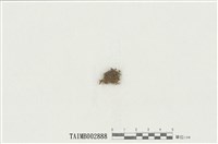 藏品(鳳尾苔屬)的圖片